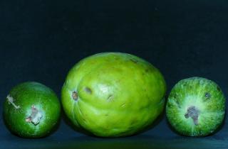 Нутрициолог Екатерина Гузман: фейхоа опасен при гипертериозе