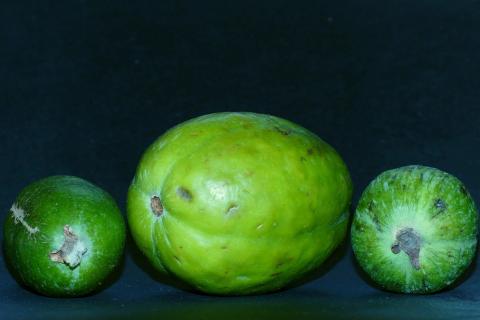 Нутрициолог Екатерина Гузман: фейхоа опасен при гипертериозе