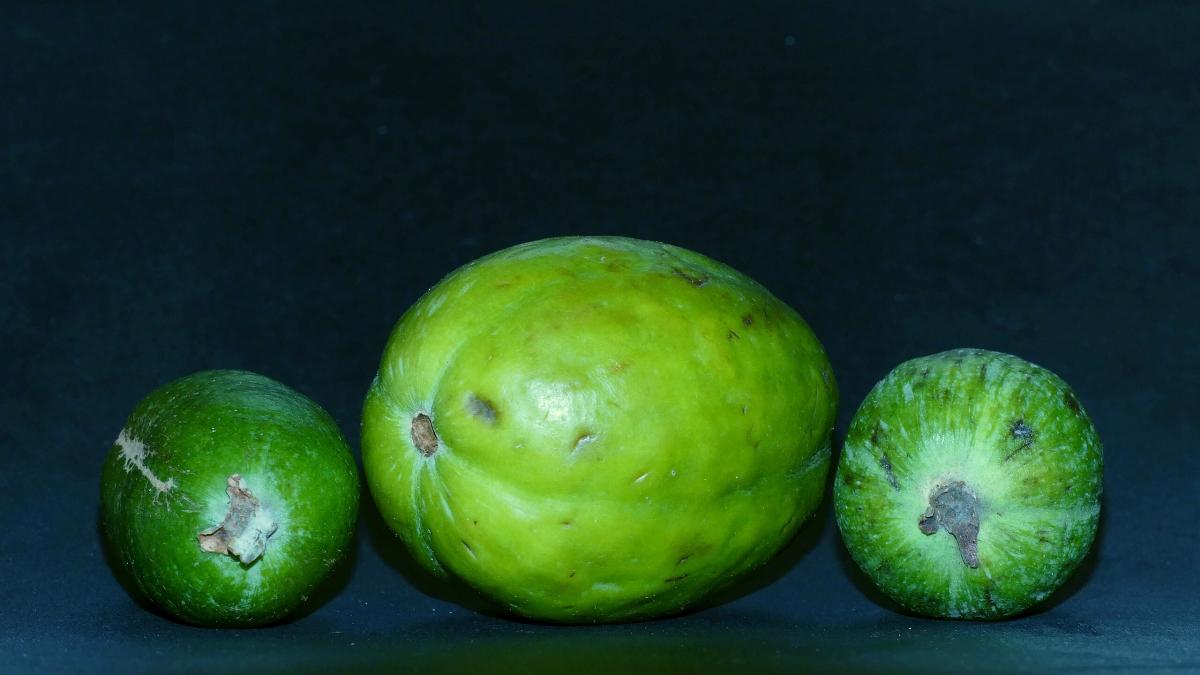 Acca sellowiana20141209 141