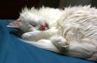 Невская маскарадная кошка рождается полностью светлой, а их маска проявляется с возрастом