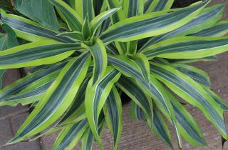 Драцена требует пересадки для обновления почвы и стимуляции роста — Анна Воронцова