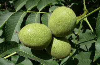 Свежие орехи дают дружные всходы и успешно прорастают после стратификации — Марина Колесникова