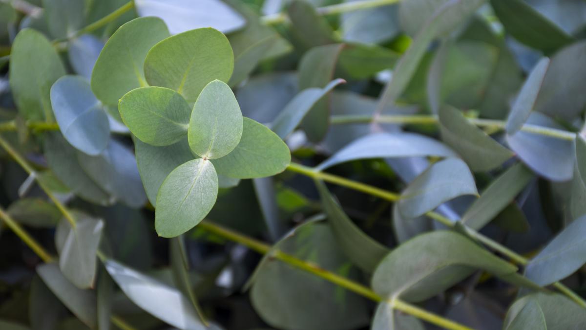 Голубоватый эвкалипт