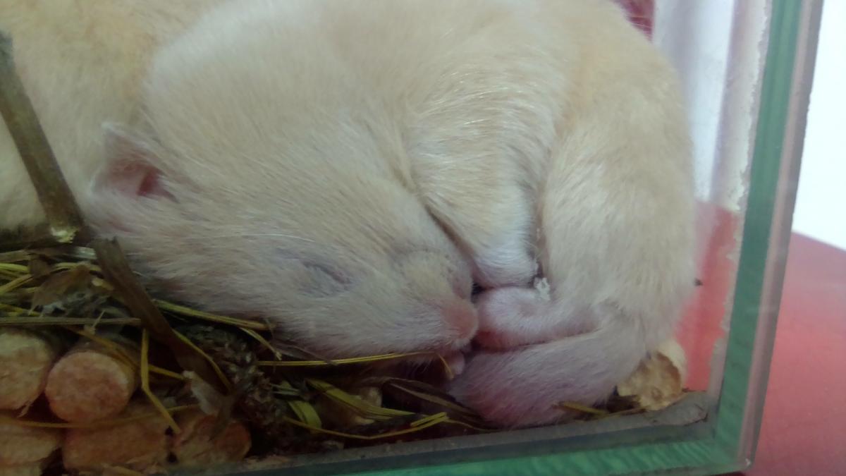Hamsters sleep.2 Hamsters sleep.2