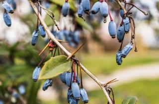 Отсутствие урожая у жимолости связано с неправильной посадкой и поливом — Ольга Тарасова