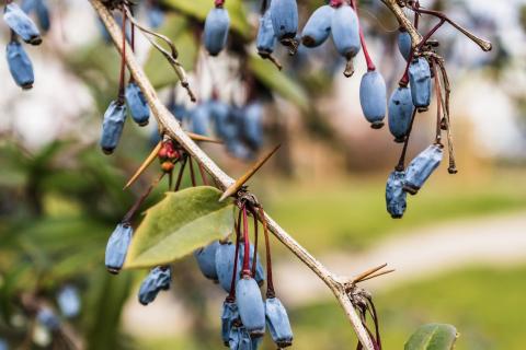 Отсутствие урожая у жимолости связано с неправильной посадкой и поливом — Ольга Тарасова