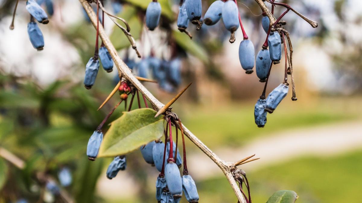 Обрезка жимолости осенью: как подготовить куст к обильному урожаю