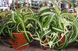 Хлорофитум помогает улучшить влажность и качество воздуха — агроном Ксения Давыдова