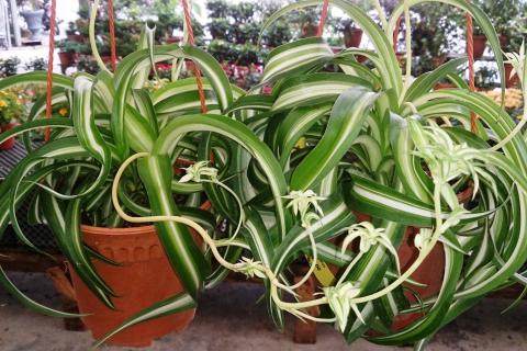 Хлорофитум помогает улучшить влажность и качество воздуха — агроном Ксения Давыдова