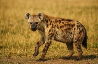 Укус пятнистой гиены превосходит львиный по давлению — исследователи