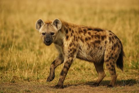 Укус пятнистой гиены превосходит львиный по давлению — исследователи