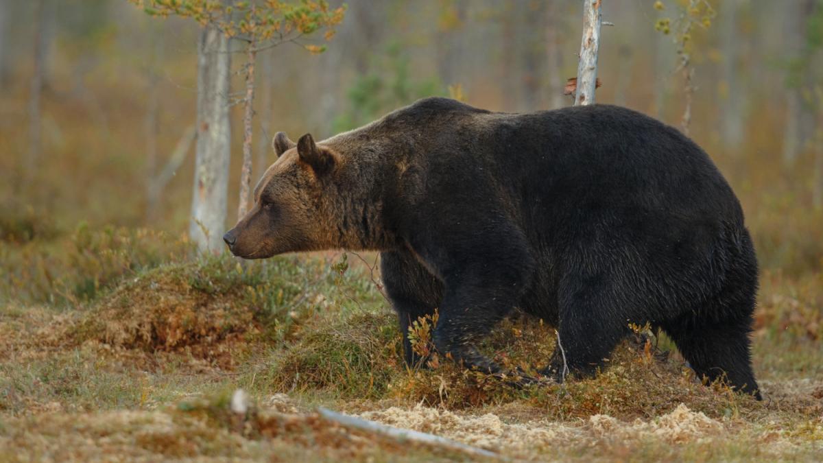 Медведь в лесу