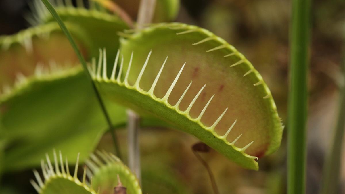 Венерина мухоловка Венерина мухоловка