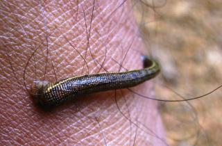 Российская туристка пострадала от пиявок в джунглях Шри-Ланки — 