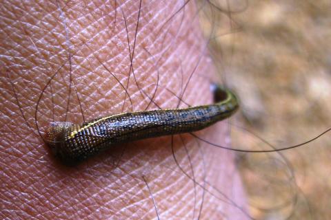 Российская туристка пострадала от пиявок в джунглях Шри-Ланки — 