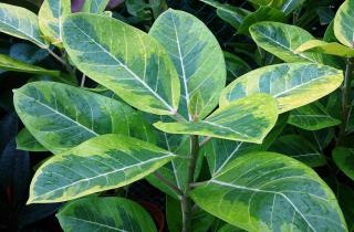 Зимой фикусы и кротоны требуют повышенной влажности — Сергей Васин