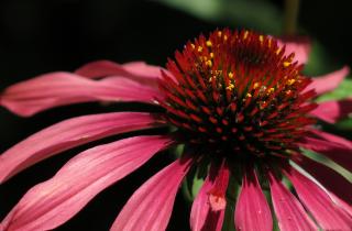 Садоводы уточнили сроки заморозков для подзимней посадки