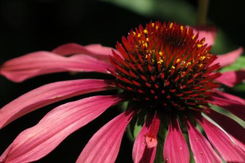 Садоводы уточнили сроки заморозков для подзимней посадки