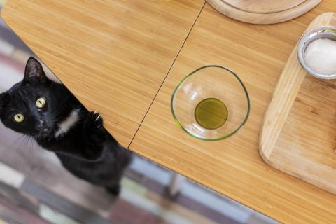 Коты сбрасывают предметы со столов: причины и поведение домашних животных