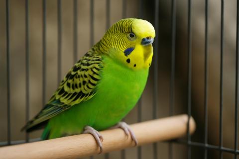 Звенящие игрушки привлекают попугаев звуком — ветеринары