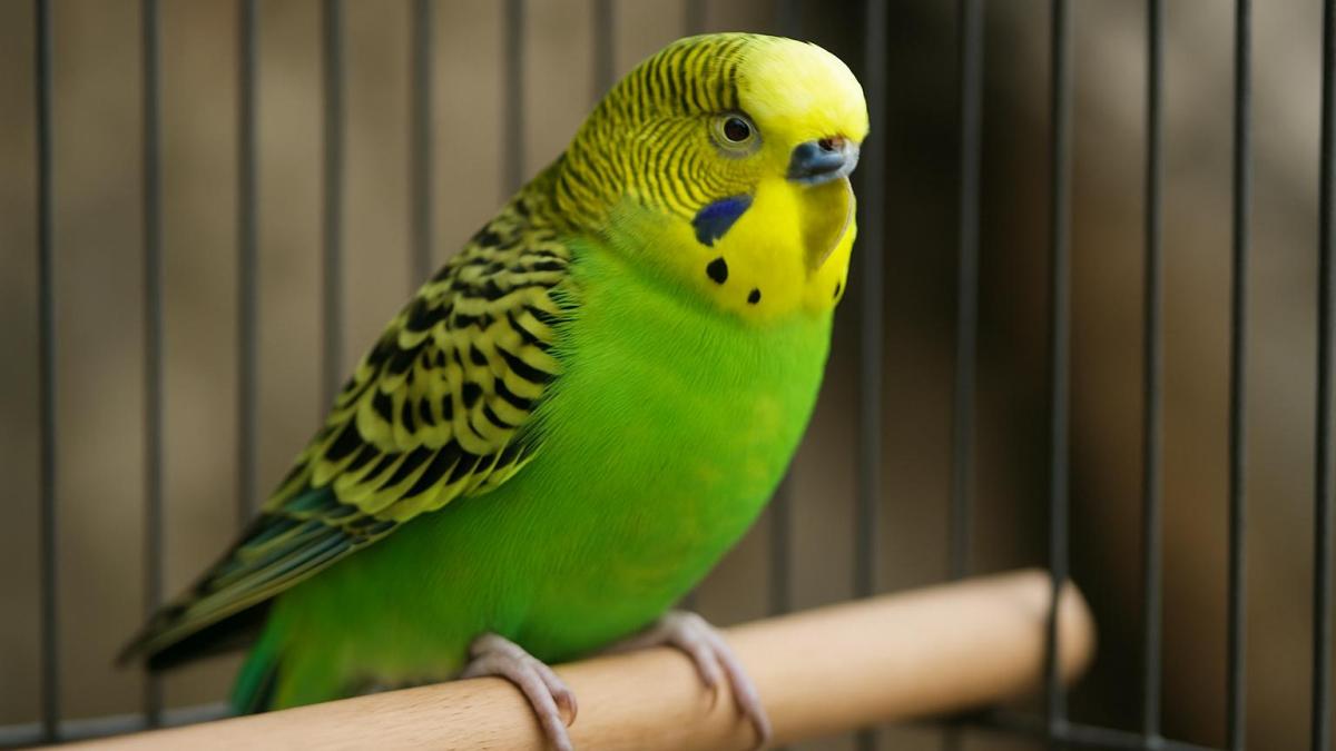 Волнистый попугай