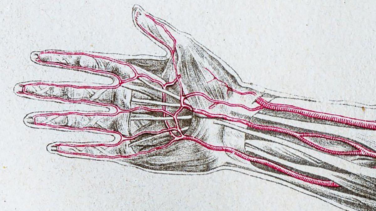 Срединная артерия