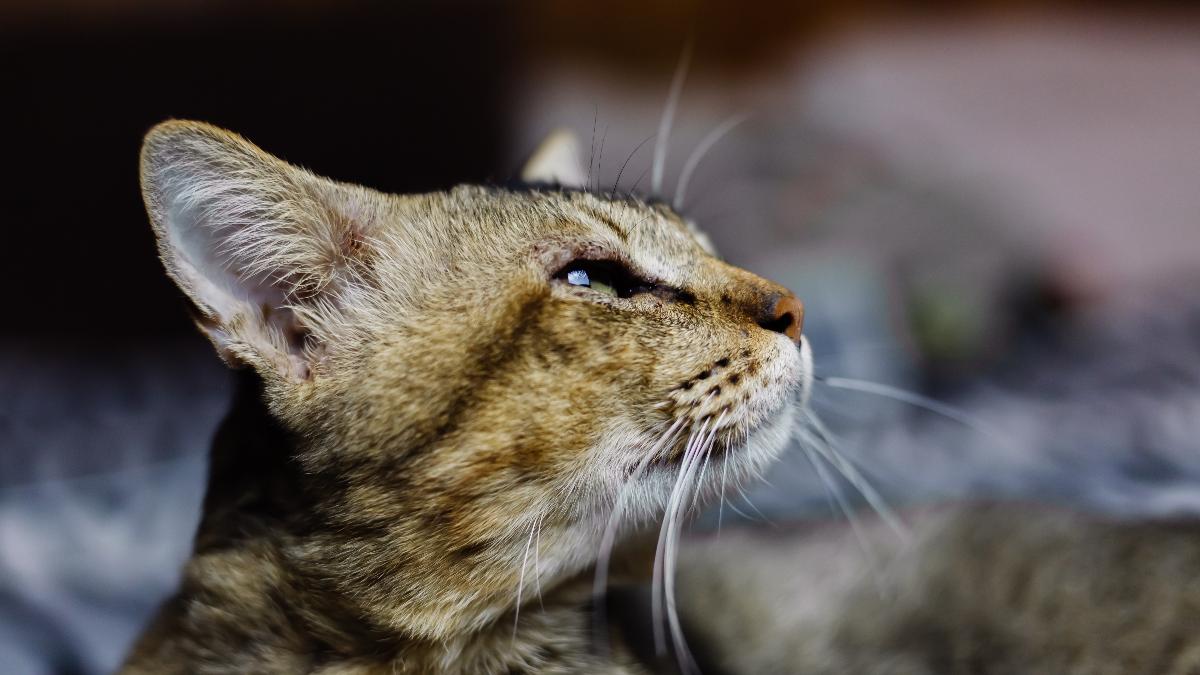 Кошка крупным планом