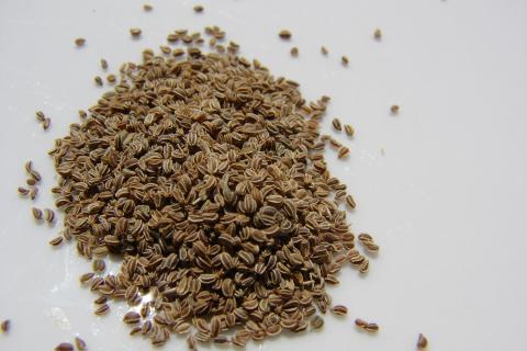 Калибровка семян зимой повышает дружность всходов — садоводы