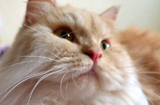 Кошки связывают память о человеке с безопасностью и бытом – ветмедсестра Джейн Дэвидсон