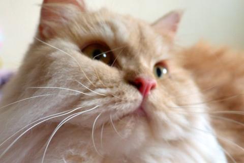 Кошки связывают память о человеке с безопасностью и бытом – ветмедсестра Джейн Дэвидсон