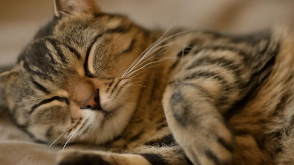 Спящий кот Спящий кот