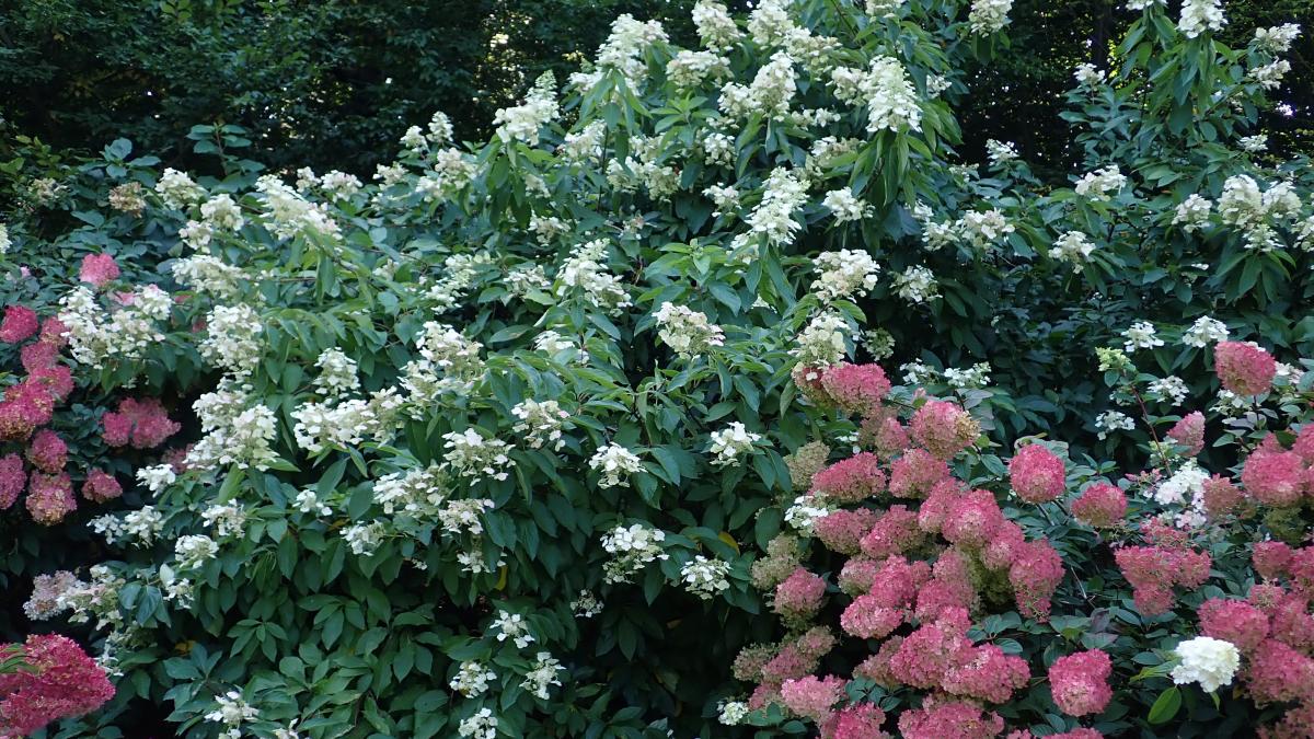 Гортензии