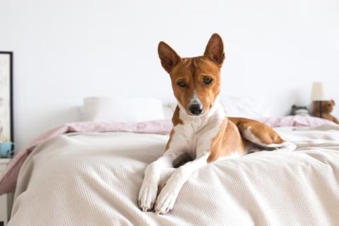 Отит назвали главной причиной ушной боли у собак — ветеринар Триндаде