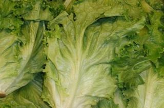Листовой салат отрастает повторно после срезки — садоводы