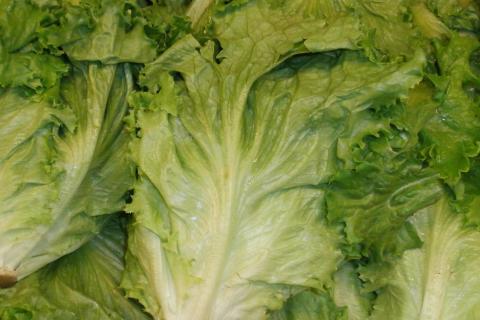 Листовой салат отрастает повторно после срезки — садоводы