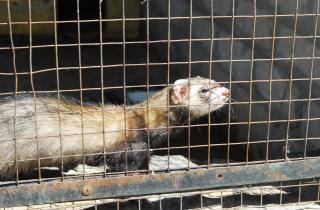 Хаски, попугаи и хорьки входят в число самых проблемных домашних животных