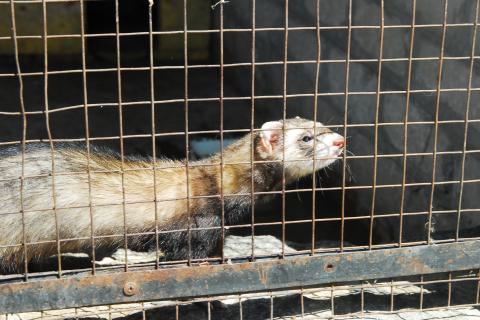 Хаски, попугаи и хорьки входят в число самых проблемных домашних животных Хаски, попугаи и хорьки входят в число самых проблемных домашних животных