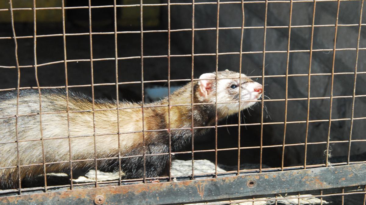 Хорек (мелитопольский зоопарк, 2017) Хорек (мелитопольский зоопарк, 2017)