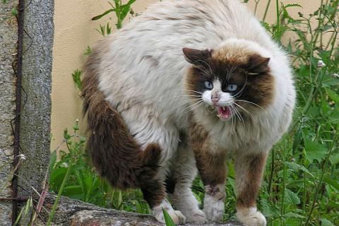 Самовыгул сокращает жизнь кошки до 5 лет — ветеринары