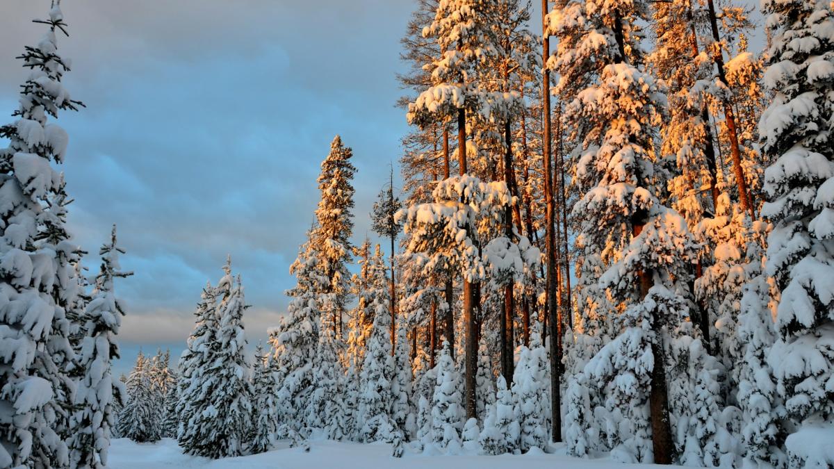 Природа зимой