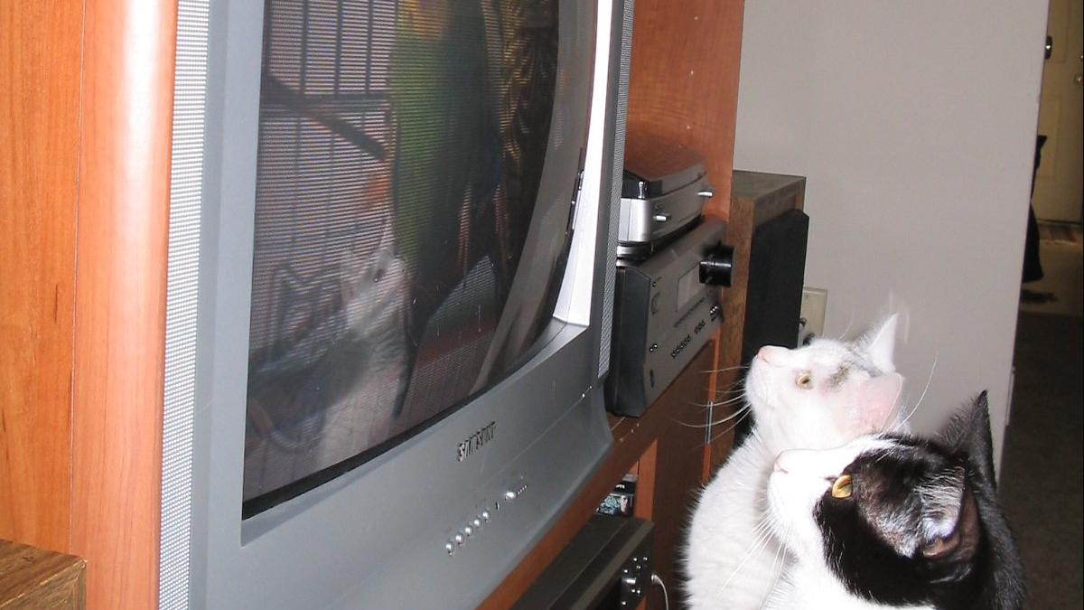 Коты смотрят телевизор