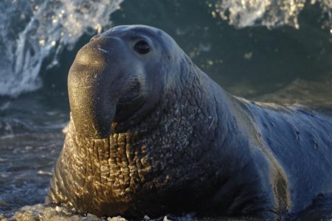 Тюлени хлопают себя ластами по животу для общения — зоологи