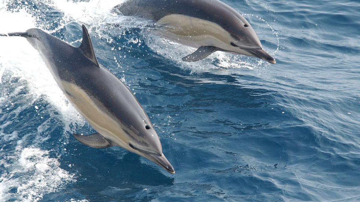 Дельфин обыкновенный, род Delphinus