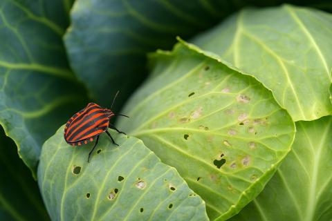 Эксперты рассказали, как правильно хранить капусту до весны и избежать гнили