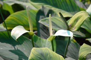 Удобрение с фосфором и калием восстанавливает здоровье спатифиллуму