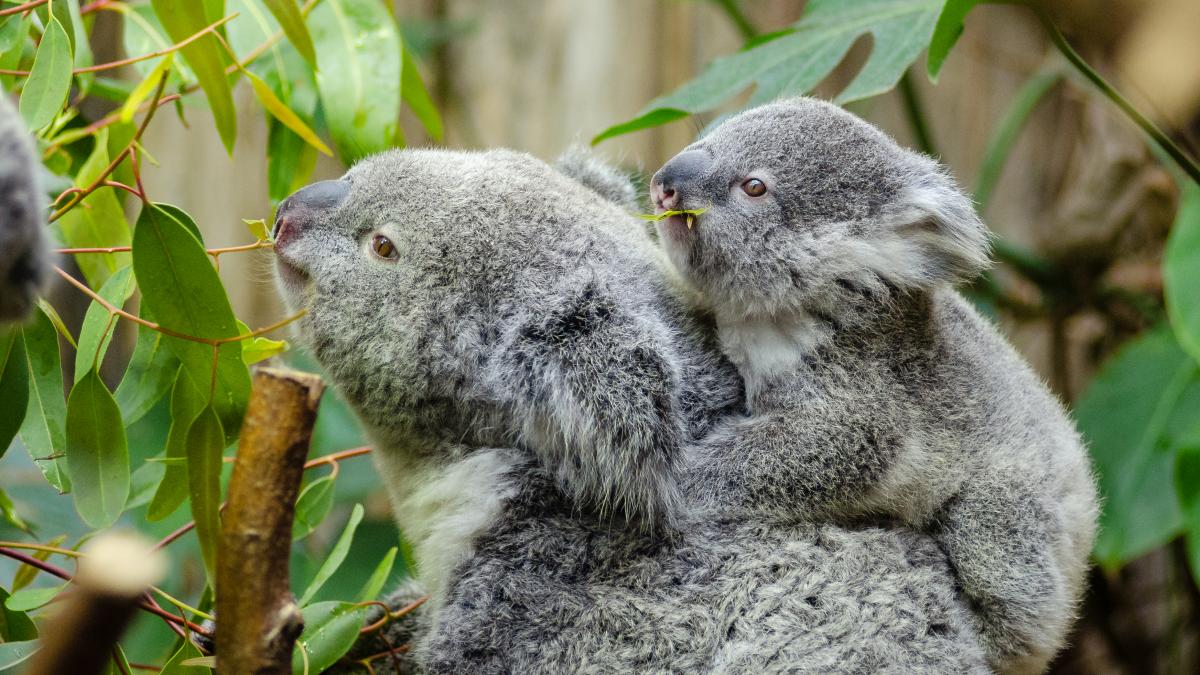 Коалы Коалы