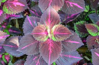 Колеус теряет листья из-за неправильного полива — агроном