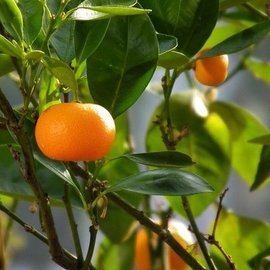 Эндокринолог Павлова подчеркивает важность осторожного употребления мандаринов