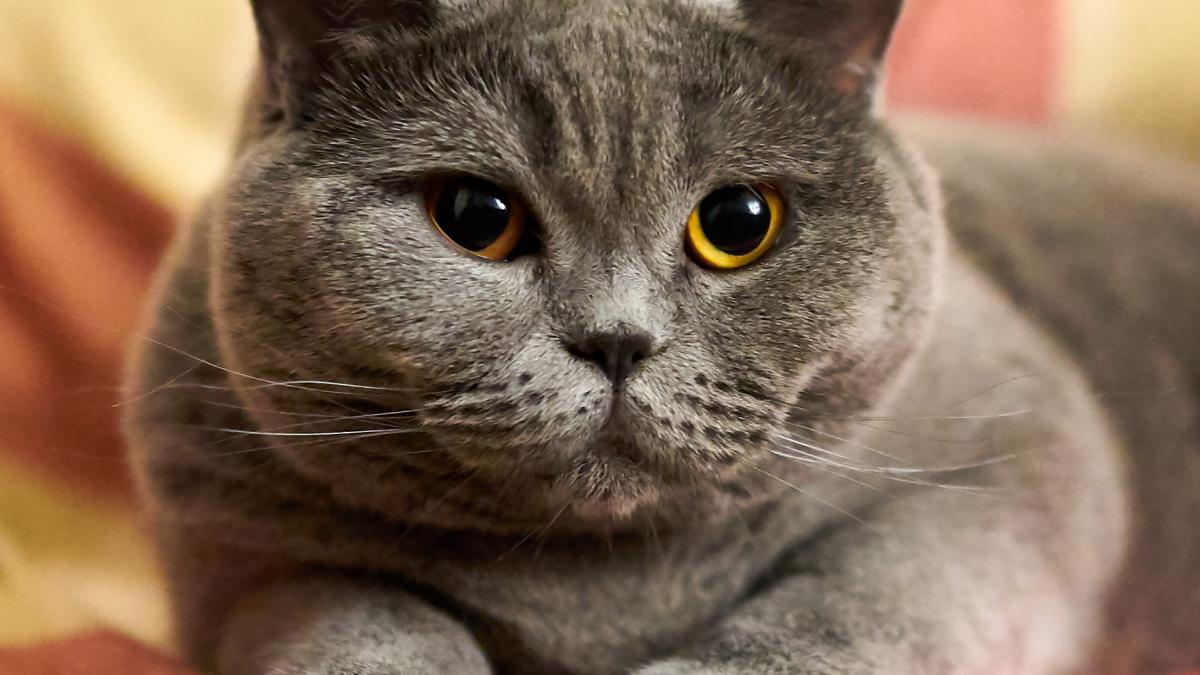 Британская кошка Британская кошка