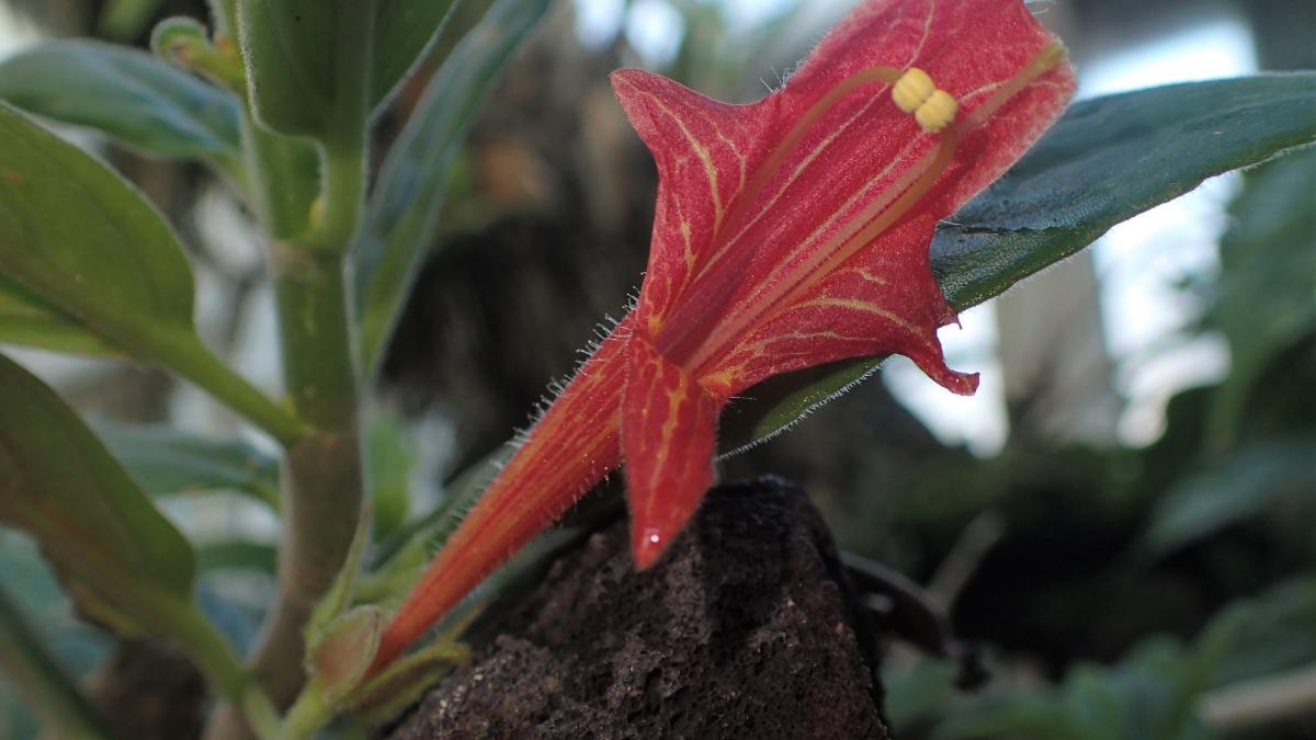 Растение золотая рыбка